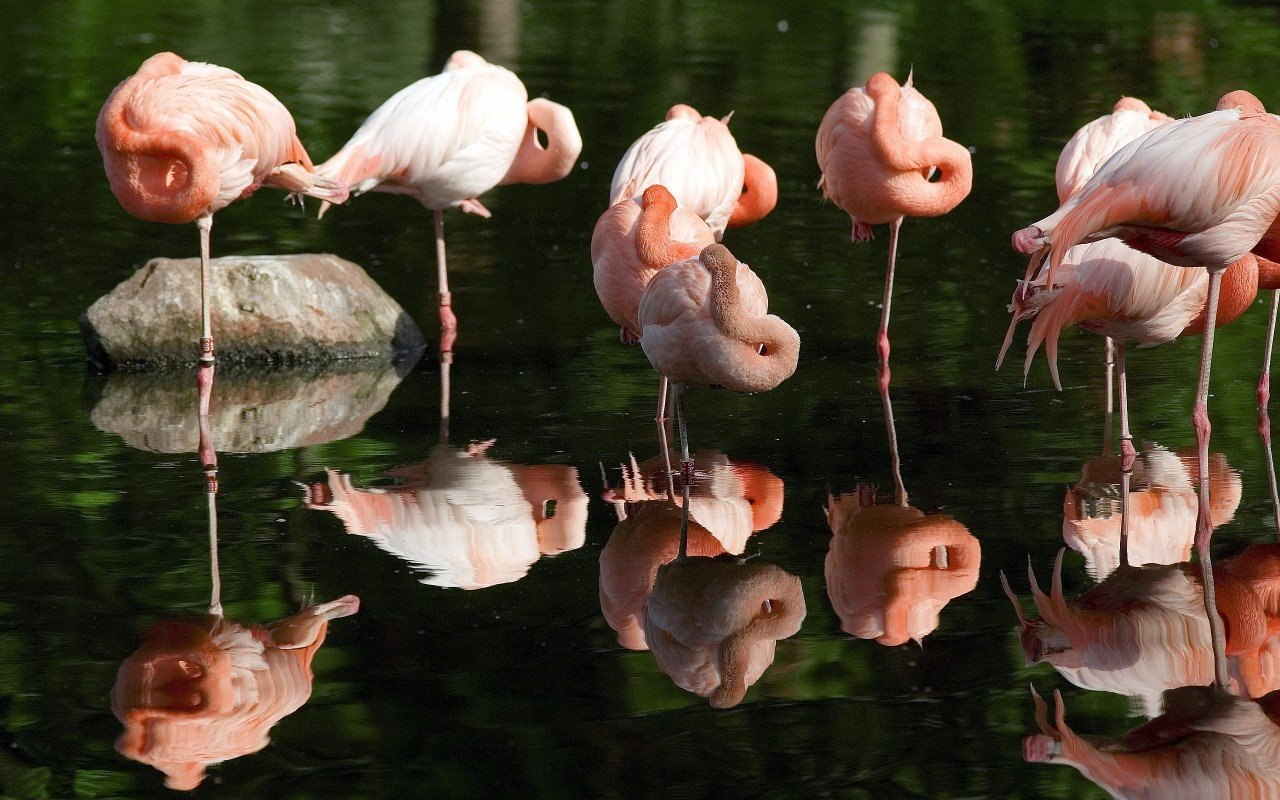 Entä Jos Flamingot Pitävät Ikuisen Nuoruuden Salaisuuden?