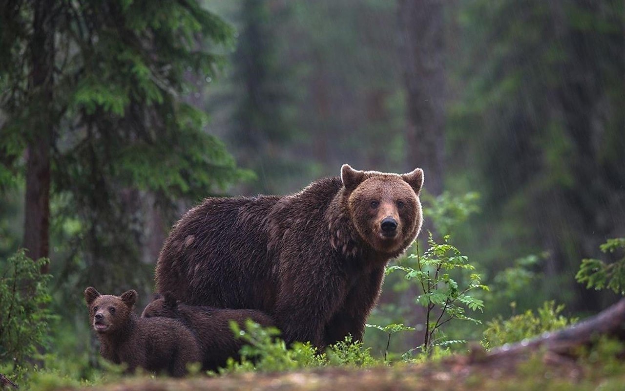 On Löydetty Fossiilisia Todisteita Siitä, Että Roomalaiset Gladiaattorit Taistelivat Areenalla Ruskeakarhuja Vastaan.
