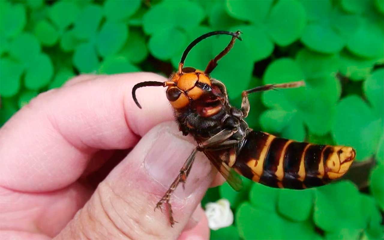 7 Isoäidin Vinkkiä, Miten Lievittää Hornan Piston Aiheuttamaa Kipua!