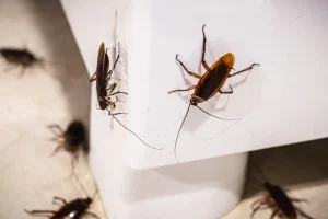 Mitä Tarkoittaa, Kun Kotona Löytyy Torakoita? Feng Shui Sanoo Näin