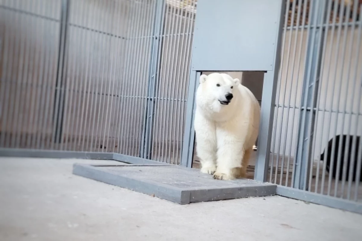Mikä On ”Jääkarhujen Vankila” Kanadassa? Se On Paikka, Jossa Nämä Nisäkkäät Viettävät 30 Päivää Ilman Ruokaa.