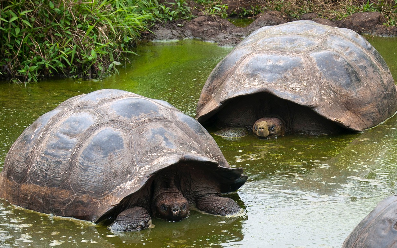 Ennennäkemätön Löytö Syyriassa: Löydetty 50 Miljoonaa Vuotta Vanha Merikilpikonna, Joka Muuttaa Tunnetun Evoluutiohistorian.