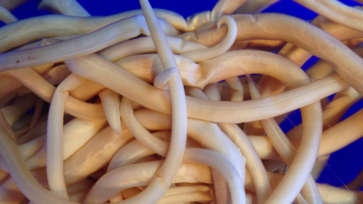 Matojen