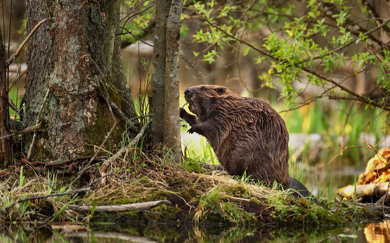 Tejo-Joesta On Löydetty Valtavan Eläimen Jäännökset, Joka Oli Katsottu Sukupuuttoon Kuolleeksi Pyreneiden Niemimaalla.