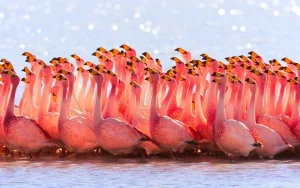 Entä Jos Flamingot Pitävät Ikuisen Nuoruuden Salaisuuden?