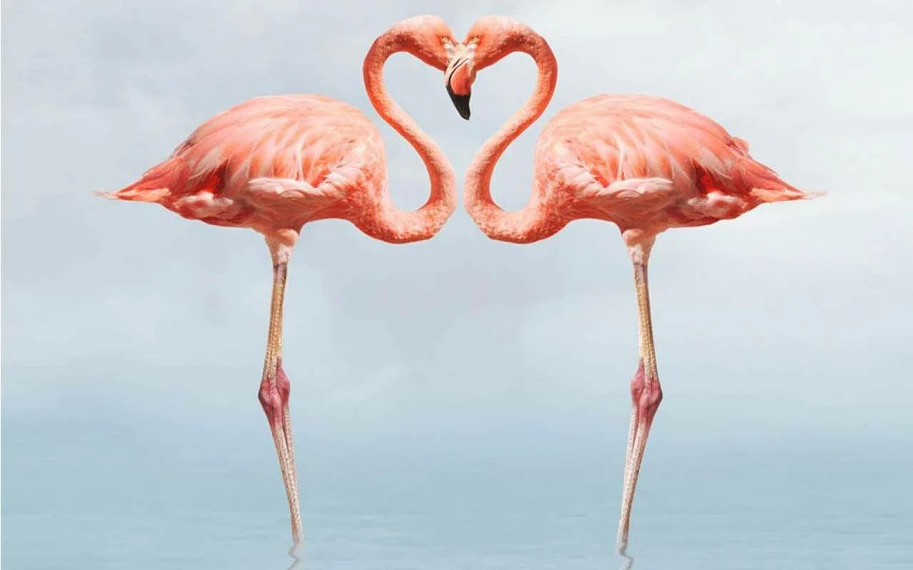 Entä Jos Flamingot Pitävät Ikuisen Nuoruuden Salaisuuden?