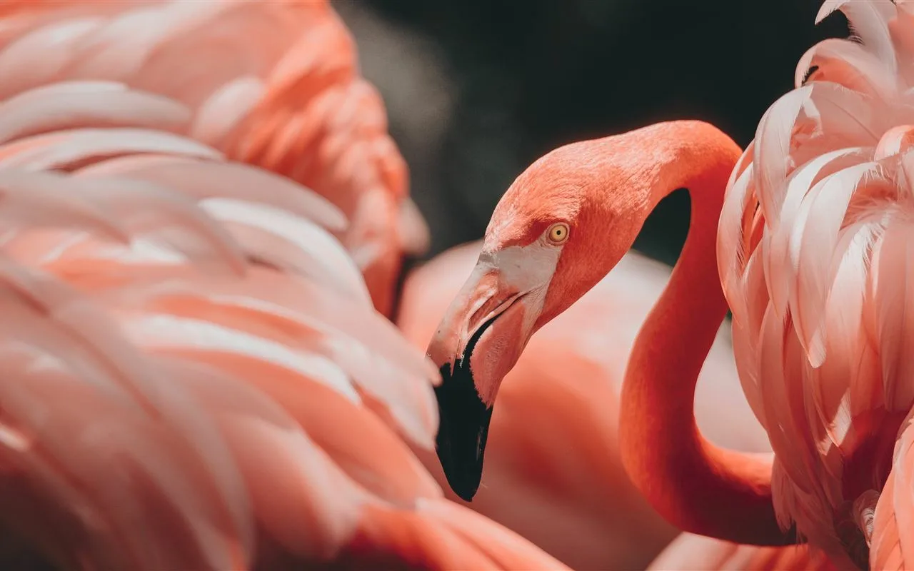 Entä Jos Flamingot Pitävät Ikuisen Nuoruuden Salaisuuden?