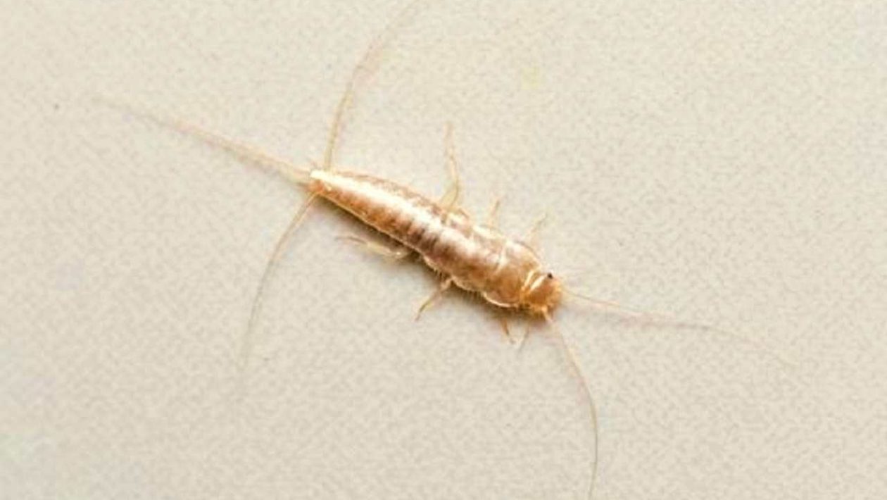 Kilpikonna