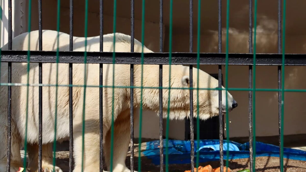 Mikä On ”Jääkarhujen Vankila” Kanadassa? Se On Paikka, Jossa Nämä Nisäkkäät Viettävät 30 Päivää Ilman Ruokaa.